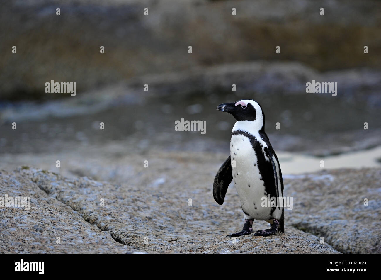 A piedi i Penguins africani (Spheniscus demersus) presso la colonia di massi. ( Jackass penguin e nero-footed penguin) Foto Stock