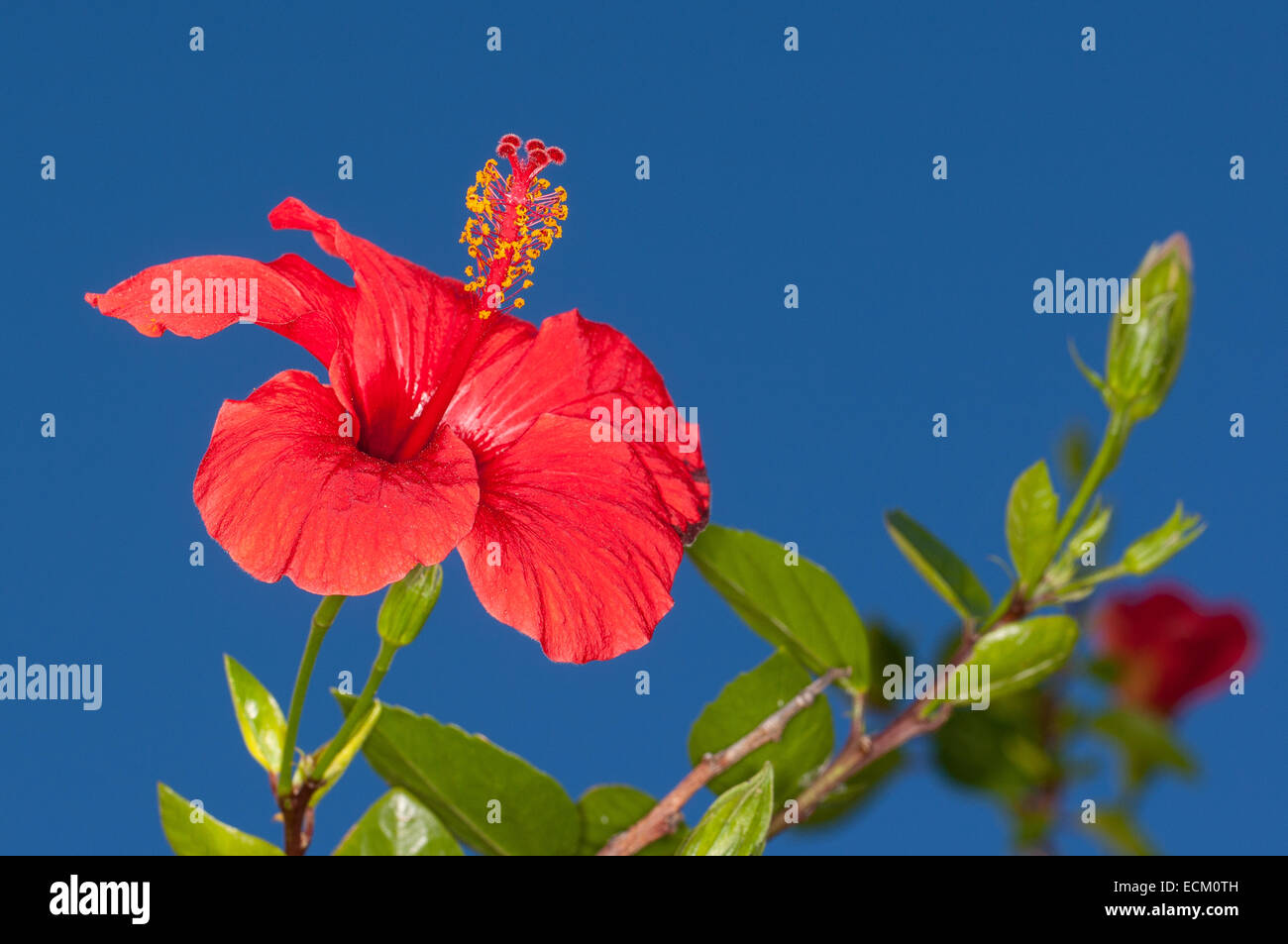 Ibisco Rosa malva, Cinese hibiscus, Cina rose, Hibiscus rosa-sinensis, Hibiscus rosa sinensis, Hibiskus, Roseneibisch Foto Stock