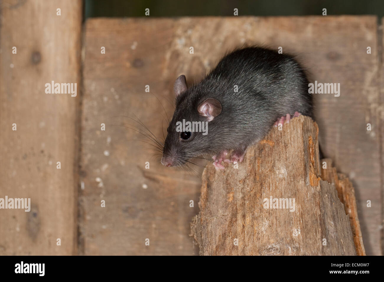 Nero, ratto ratto del tetto, casa di ratto, nave ratto, ratti, Hausratte, Haus-Ratte, ratte, canna, Rattus rattus, ratto noir, ratto des greniers Foto Stock