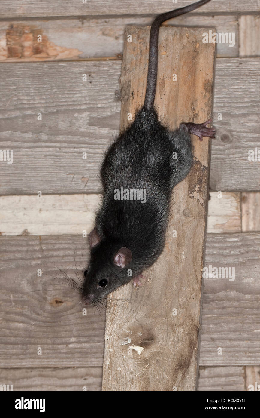 Nero, ratto ratto del tetto, casa di ratto, nave ratto, ratti, Hausratte, Haus-Ratte, ratte, canna, Rattus rattus, ratto noir, ratto des greniers Foto Stock
