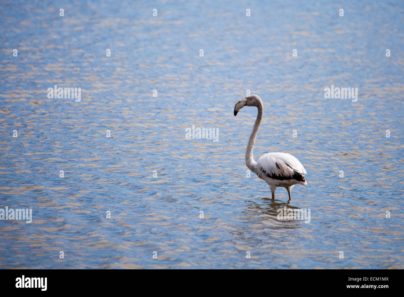 Fenicottero maggiore sull'acqua Foto Stock