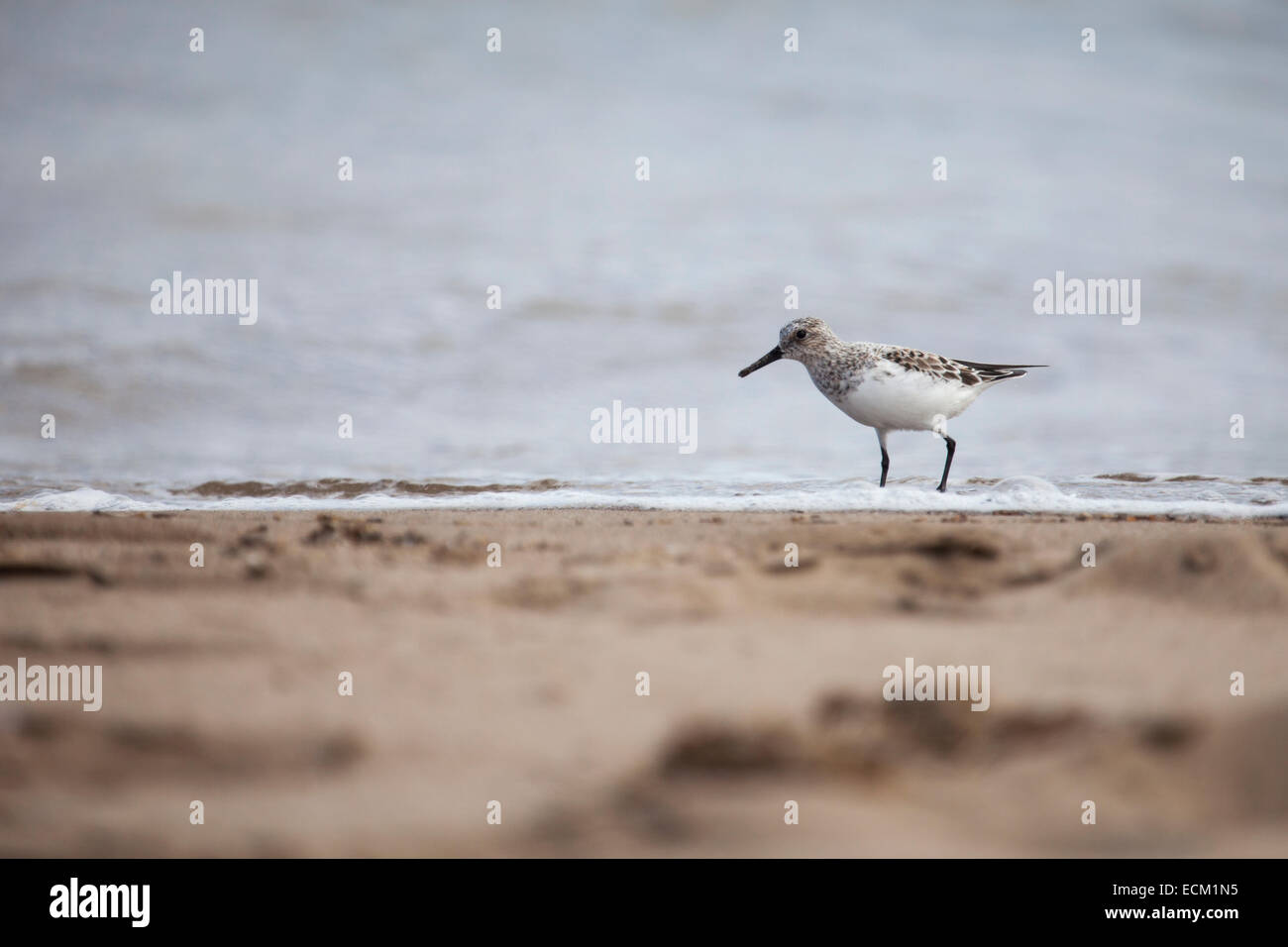 Alimentazione dunlin sulla riva Foto Stock
