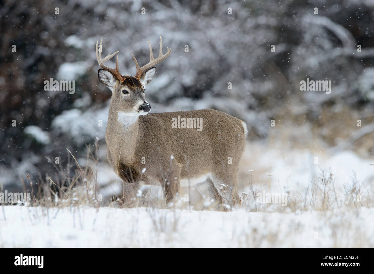 La neve cade un culbianco buck, montana Foto Stock