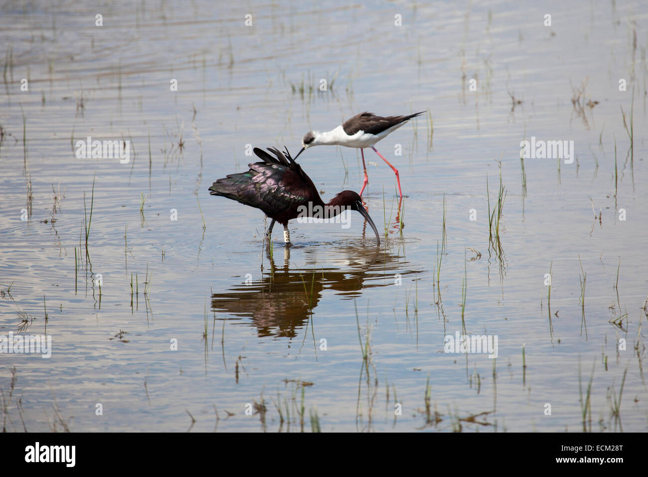 Ibis lucido e nero-alato di alimentazione di inclinazione Foto Stock