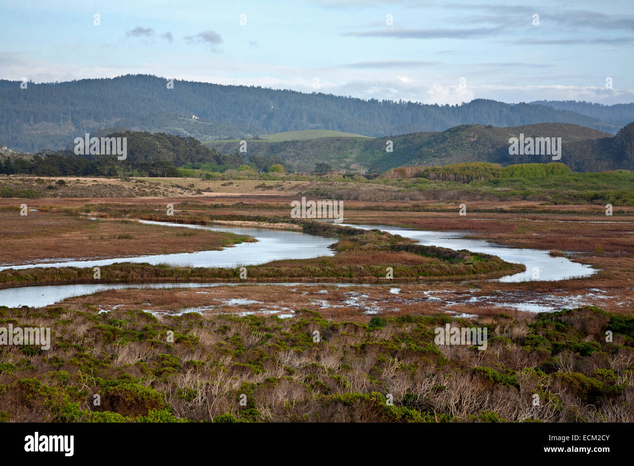 CA02510-00...CALIFORNIA - Nord Butano Marsh in Pescadero Marsh riserva naturale. Foto Stock