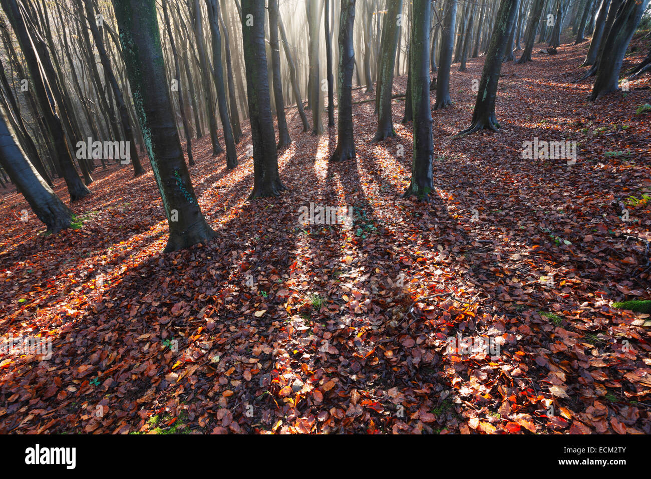 Prima il legno, l'autunno. Somerset. Regno Unito. Foto Stock