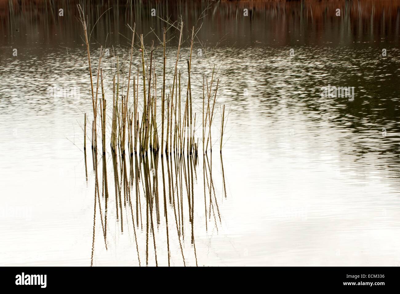 Gli stocchi di bambù fuori luogo del lago di Lamar in Vernon, Alabama. Foto Stock
