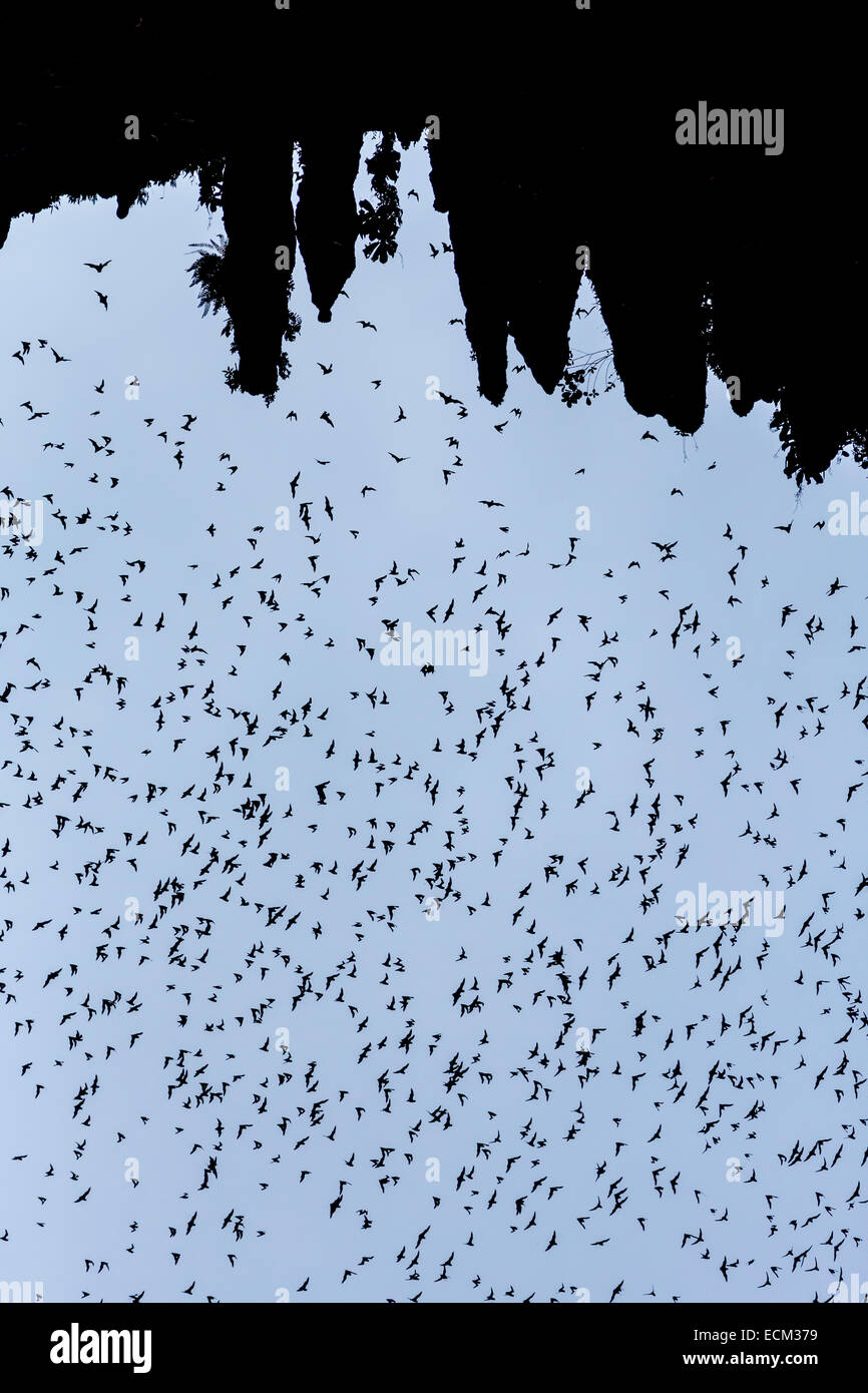 Volo Bat emergente dalla grotta cervi contro il cielo, con labbro rughe Free-tailed bat, Tadarida plicata, Mulu national park, Malays Foto Stock