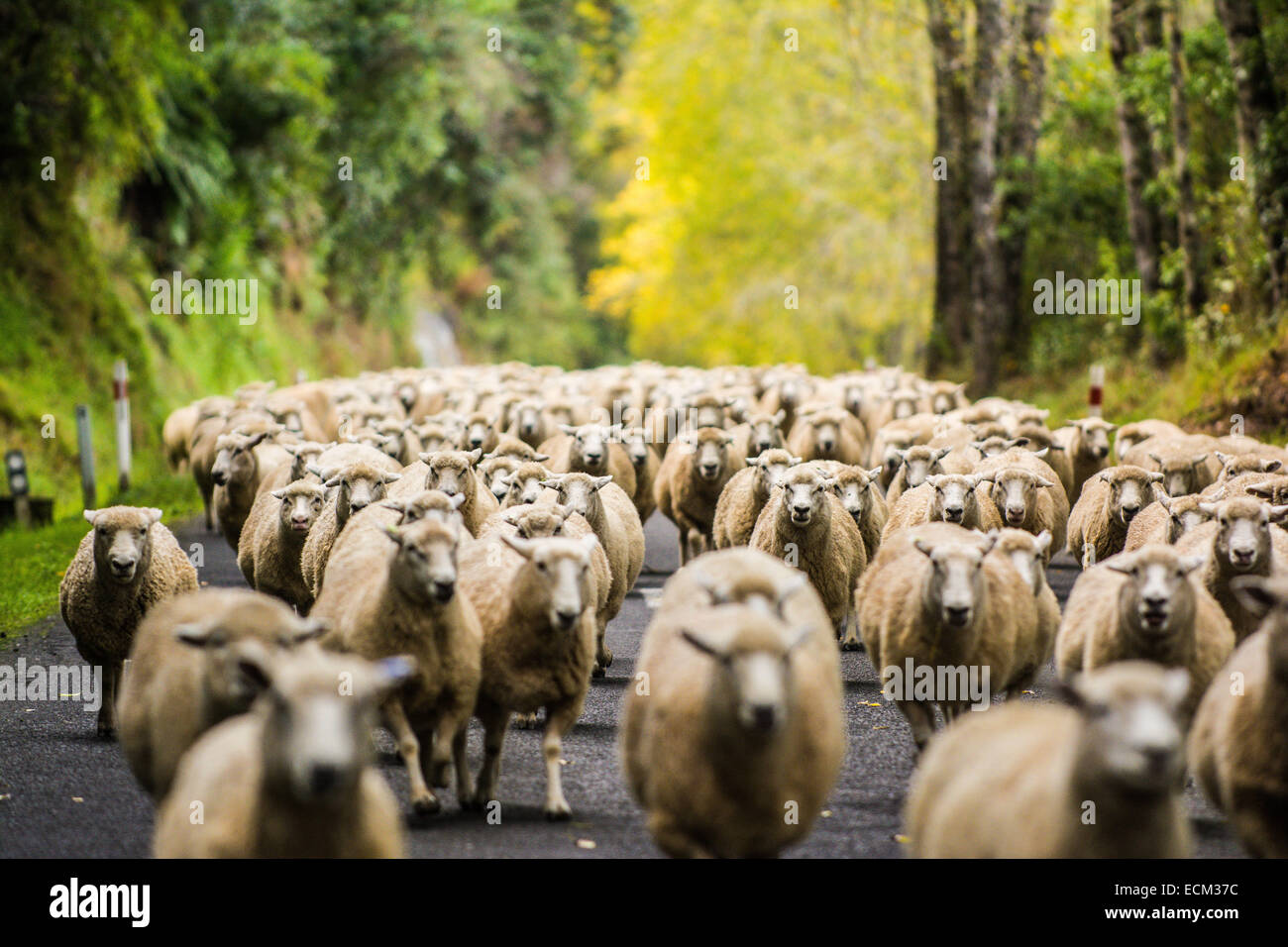 Gregge di ovini essendo herded all'autostrada 43, Taranaki, Isola del nord, Nuova Zelanda Foto Stock