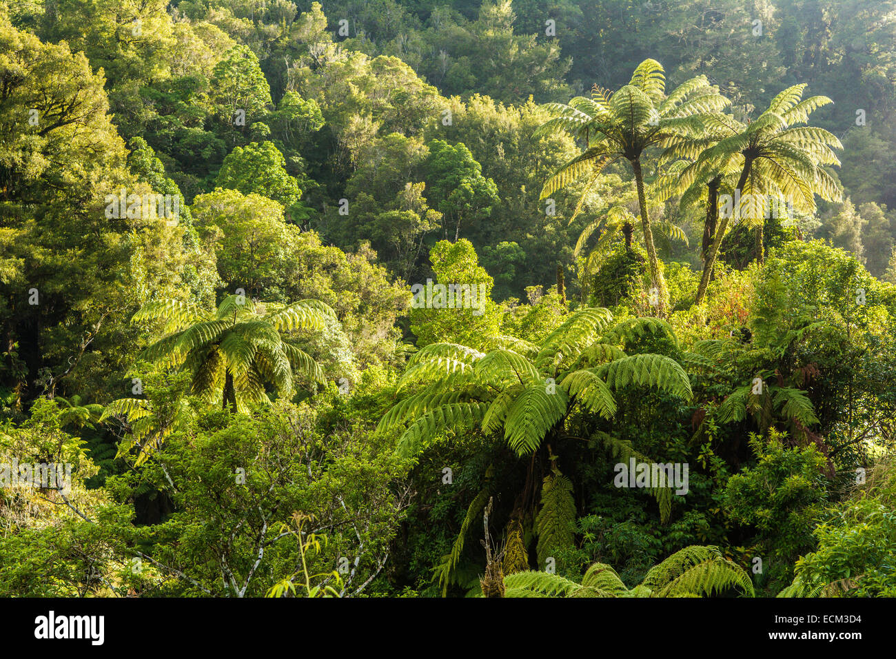 Felci arboree, Tangarakau Riserva Naturale, Taranaki, Isola del nord, Nuova Zelanda Foto Stock