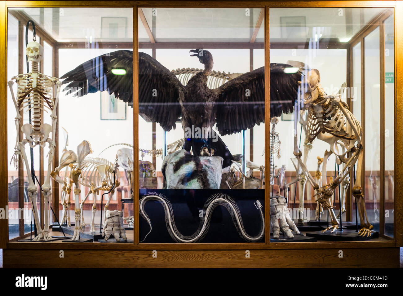 Un tradizionale vecchio espositore in un museo che contiene una raccolta di diversi scheletri umani e animali e un condor ripiene, REGNO UNITO Foto Stock