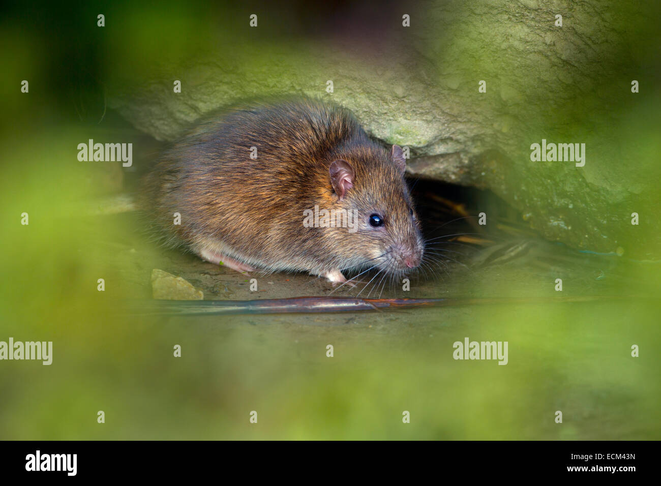 Brown Rat Rattus norvegicus emergente dal foro Foto Stock