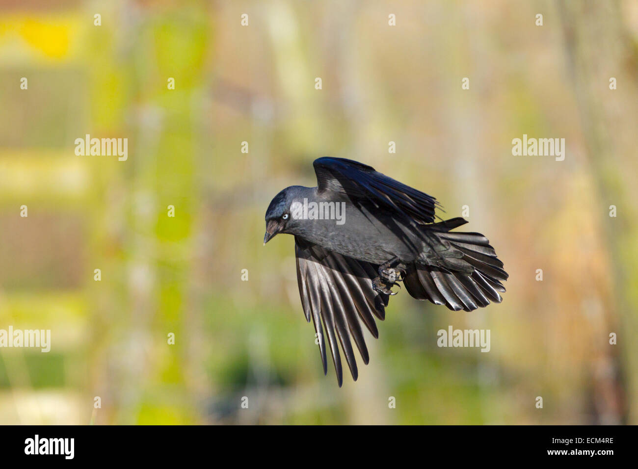 Taccola Corvus monedula in volo su terreni agricoli Foto Stock
