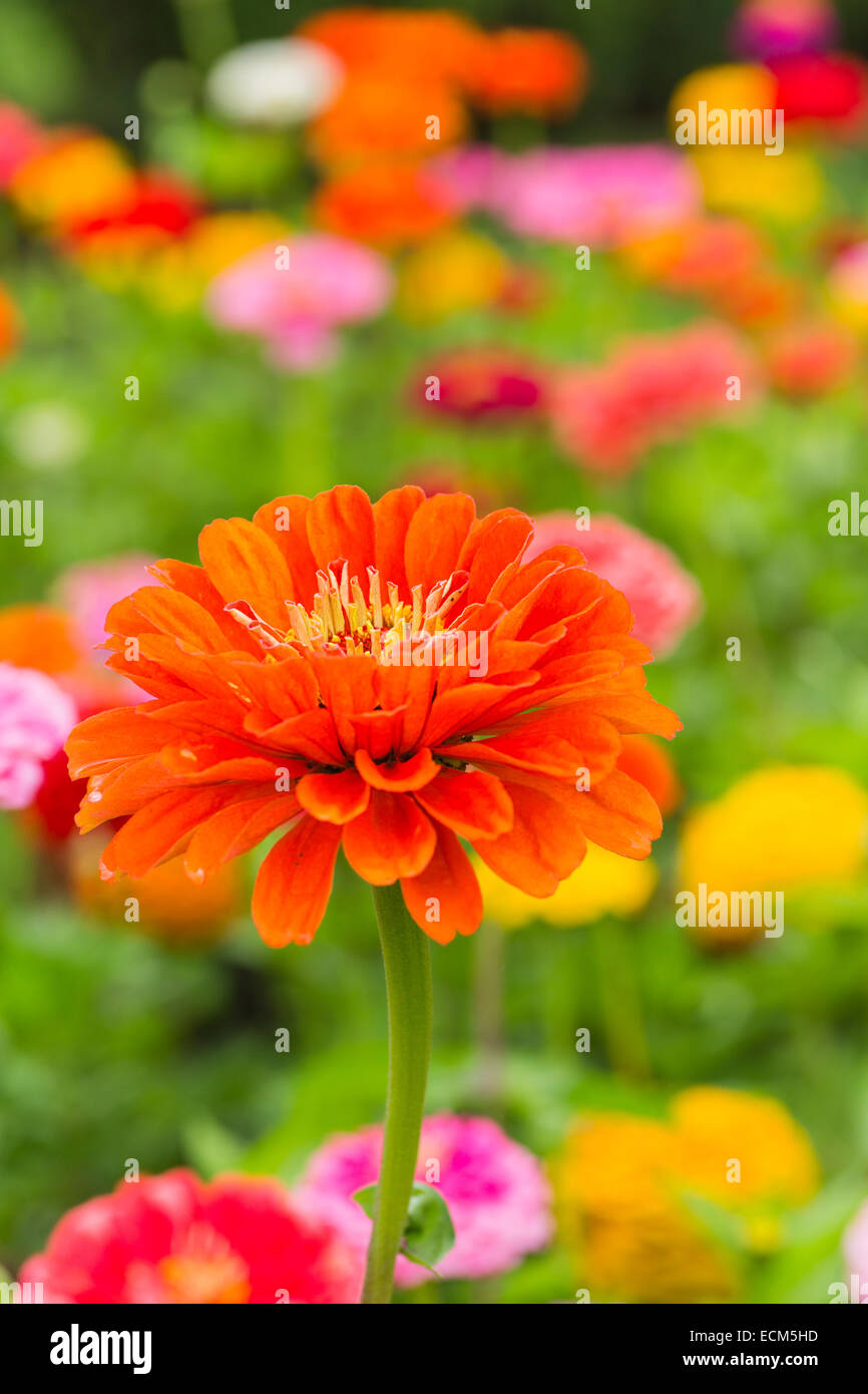 Arancione brillante zinnia nel giardino estivo. Foto Stock