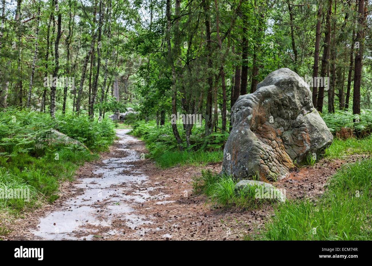 In roccia nei pressi di un sentiero nella foresta di Fontainebleau in Francia centrale. Foto Stock
