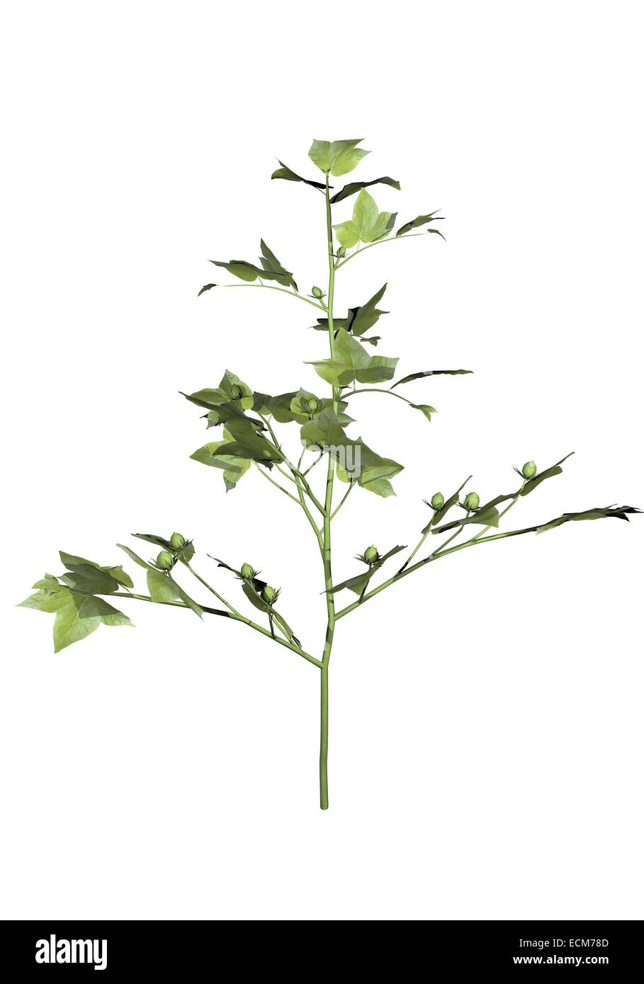 Una giovane pianta di cotone isolato in uno sfondo bianco Foto Stock