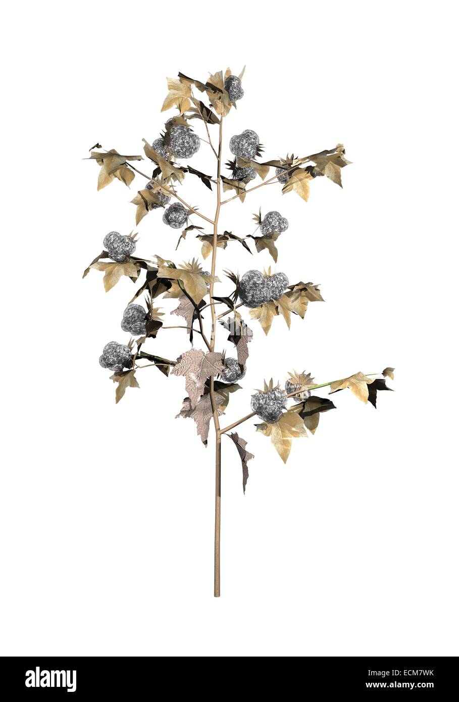 Una matura pianta di cotone isolato in uno sfondo bianco Foto Stock