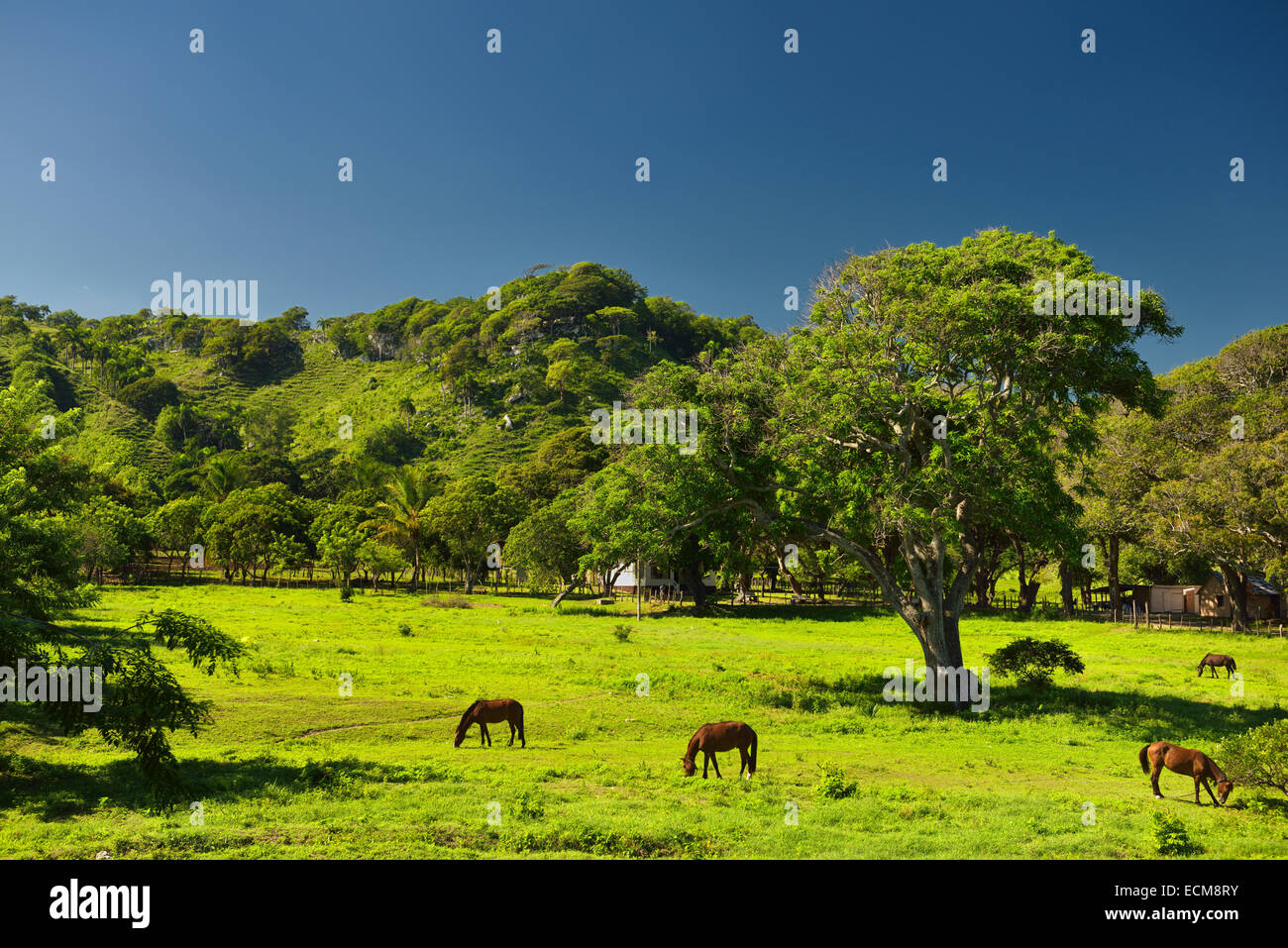 Cavalli al pascolo su erba verde in un ranch ad ovest di Puerto Plata Repubblica Dominicana con cielo blu Foto Stock