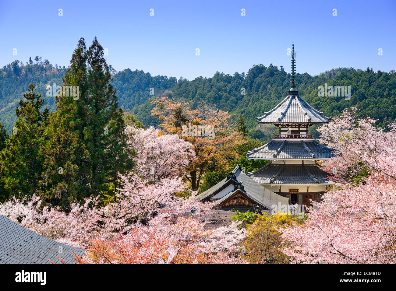 Yoshino, Giappone al tempio Kinpusenji. Foto Stock