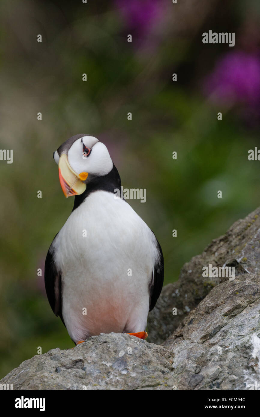 Cornuto Puffin sorge lungo le rocce nei pressi del Cook Inlet a Isola d'anatra vicino il Parco Nazionale del Lago Clark, Alaska. Foto Stock