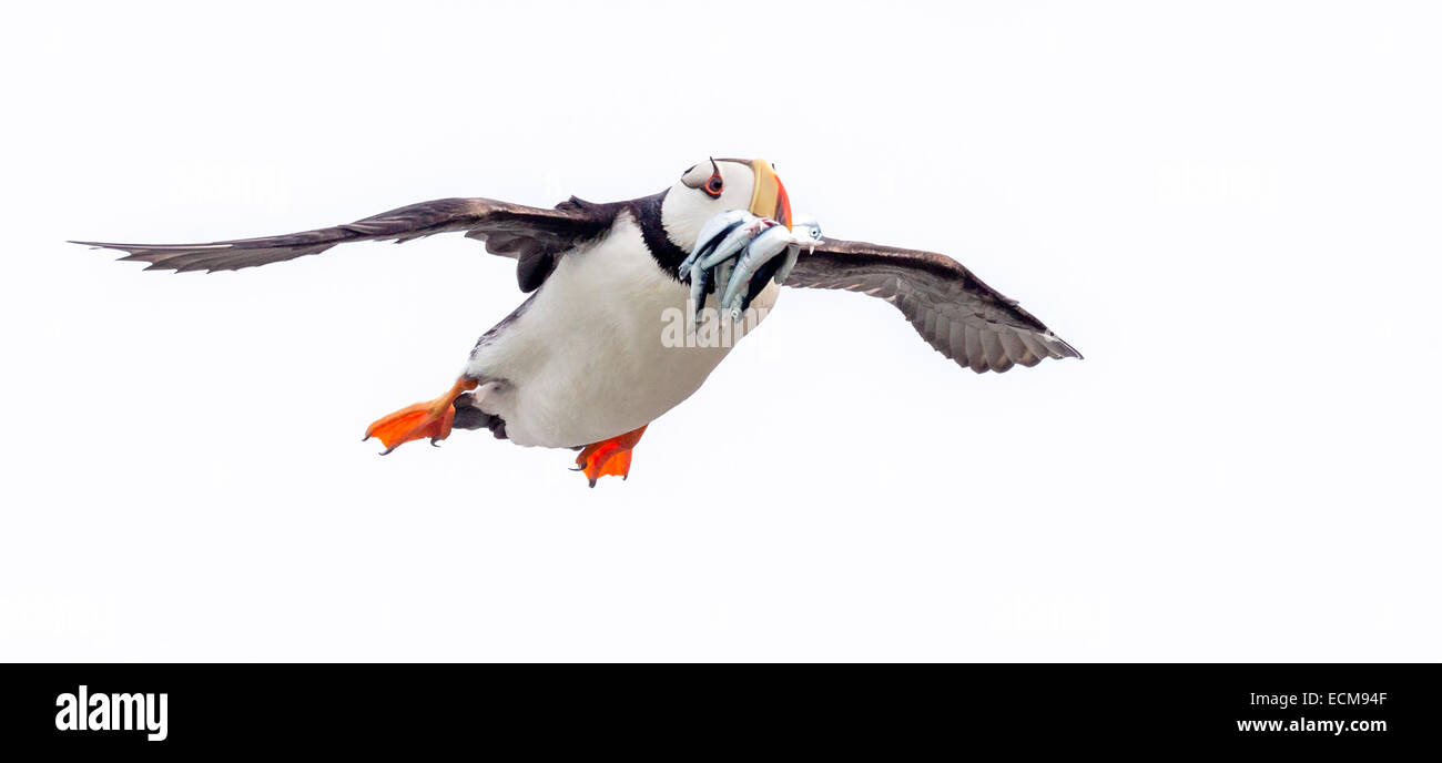 Cornuto Puffin che trasportano il pesce torna alla sua famiglia lungo il Cook Inlet a Isola d'anatra vicino il Parco Nazionale del Lago Clark, Alaska. Foto Stock