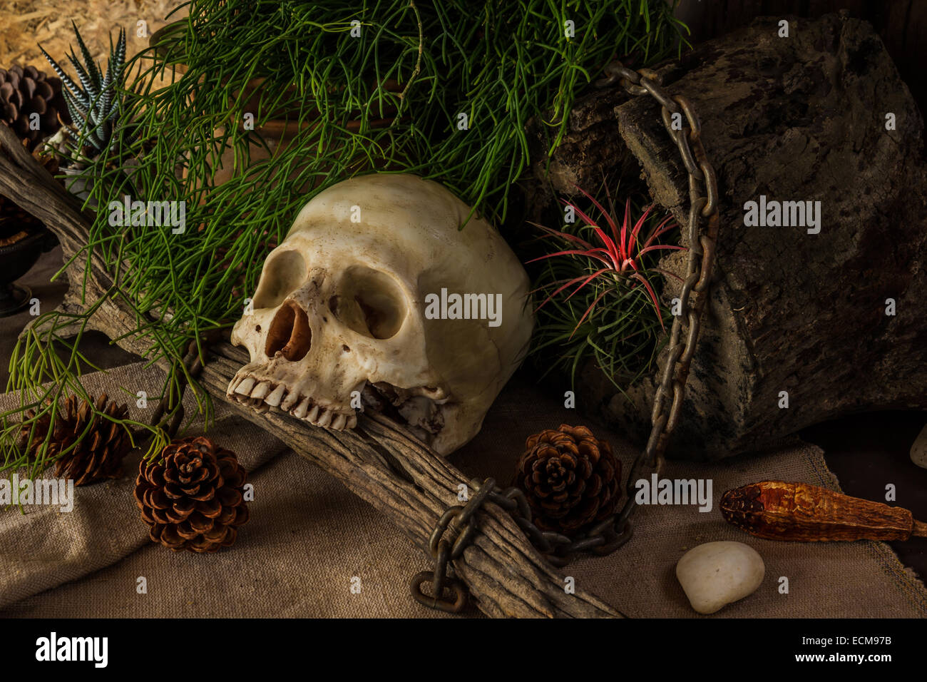 Ancora in vita con un teschio umano con piante del deserto, cactus, legname e catena. Foto Stock