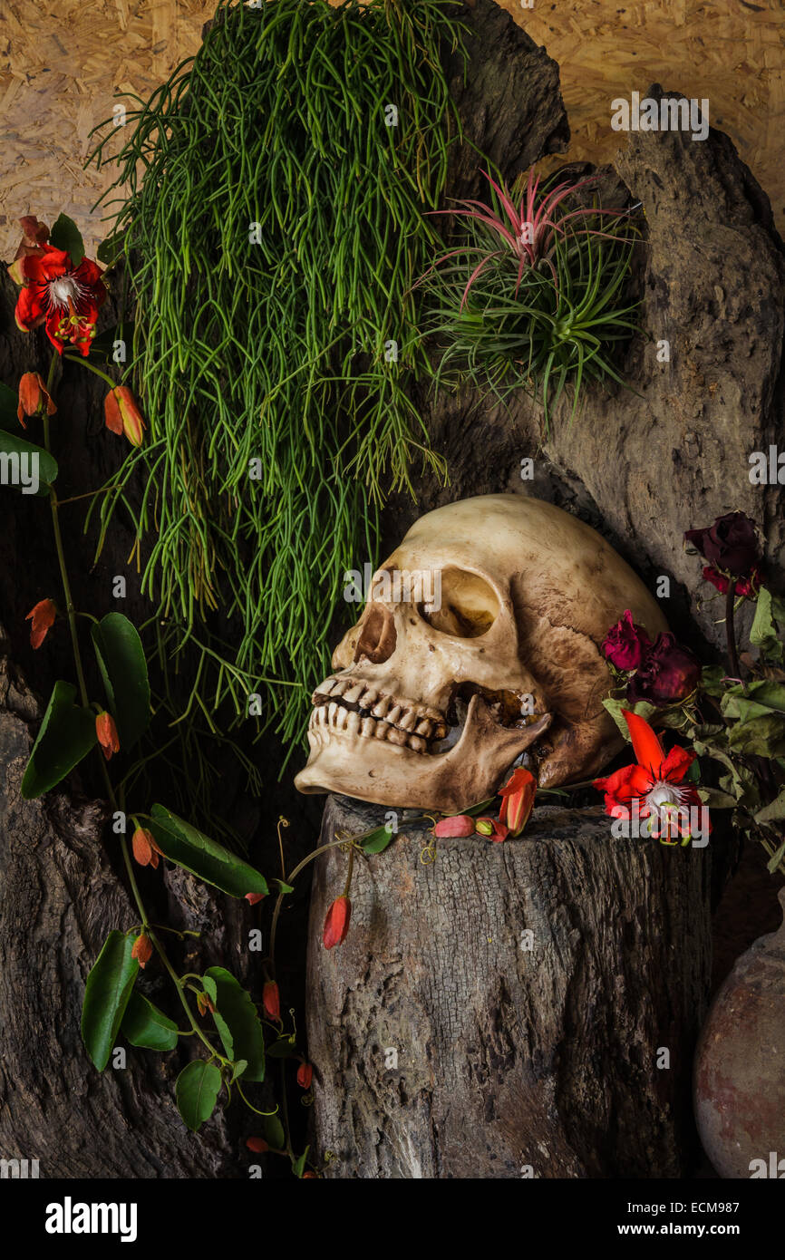 Ancora in vita con un teschio umano con piante del deserto, cactus, rose e fiori secchi in un vaso accanto al legname. Foto Stock