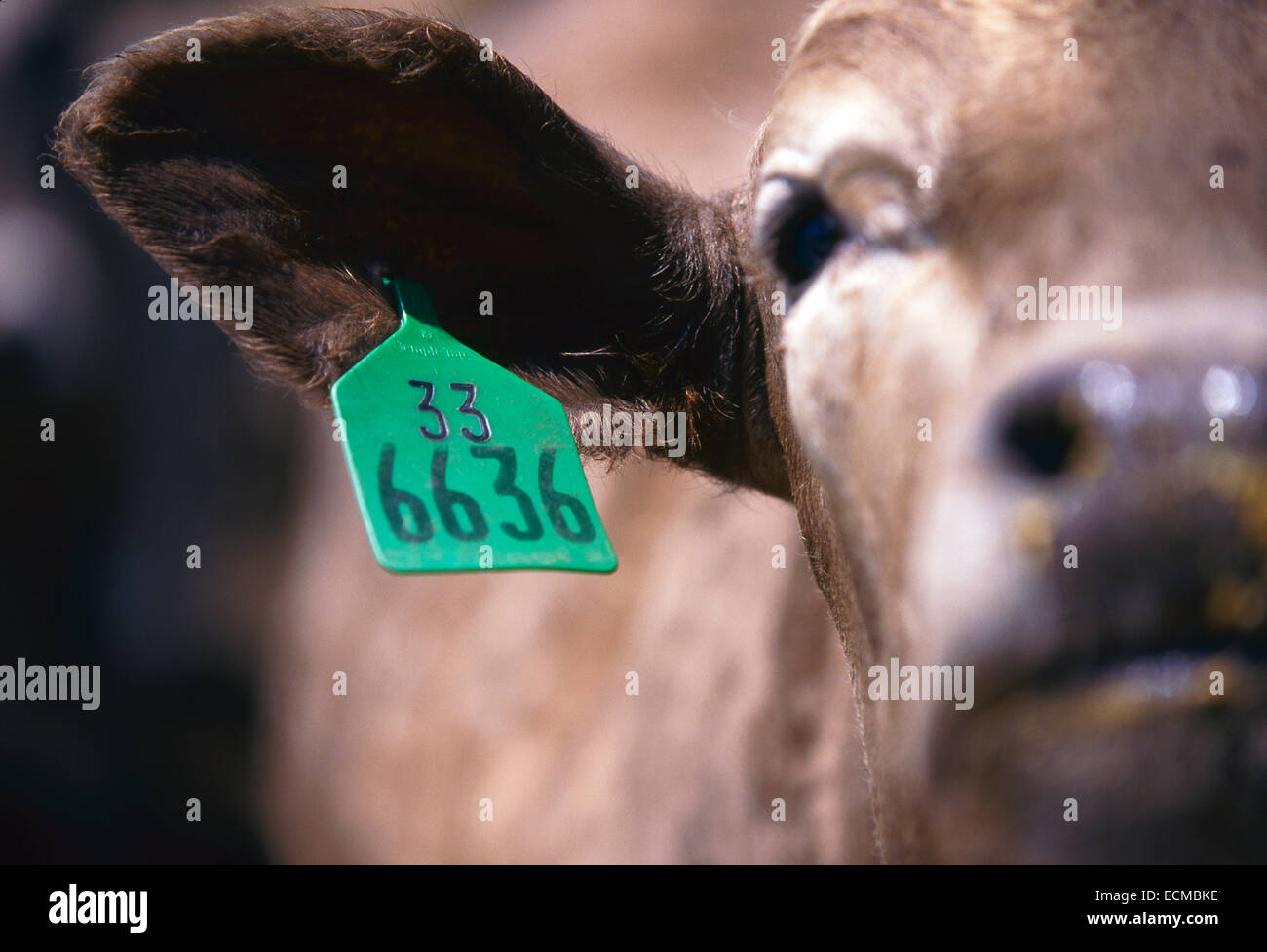 Bovini da carne di mangiare il grano e i supplementi in un Garden City, Kansas feedlot . Foto Stock