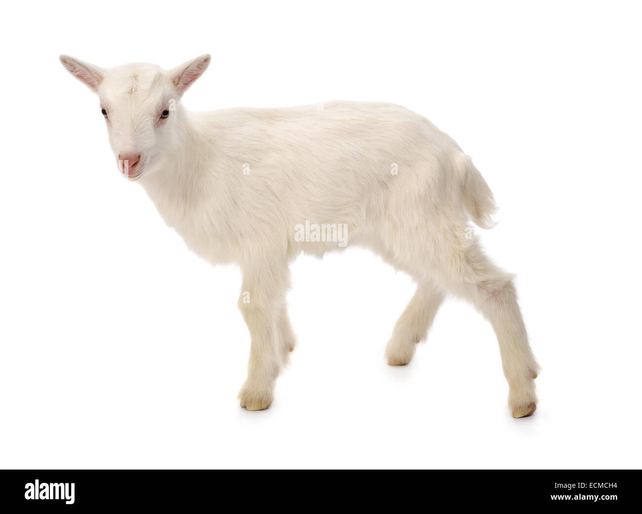 Dieci giorni di età poco bianco baby latte di capra Foto Stock