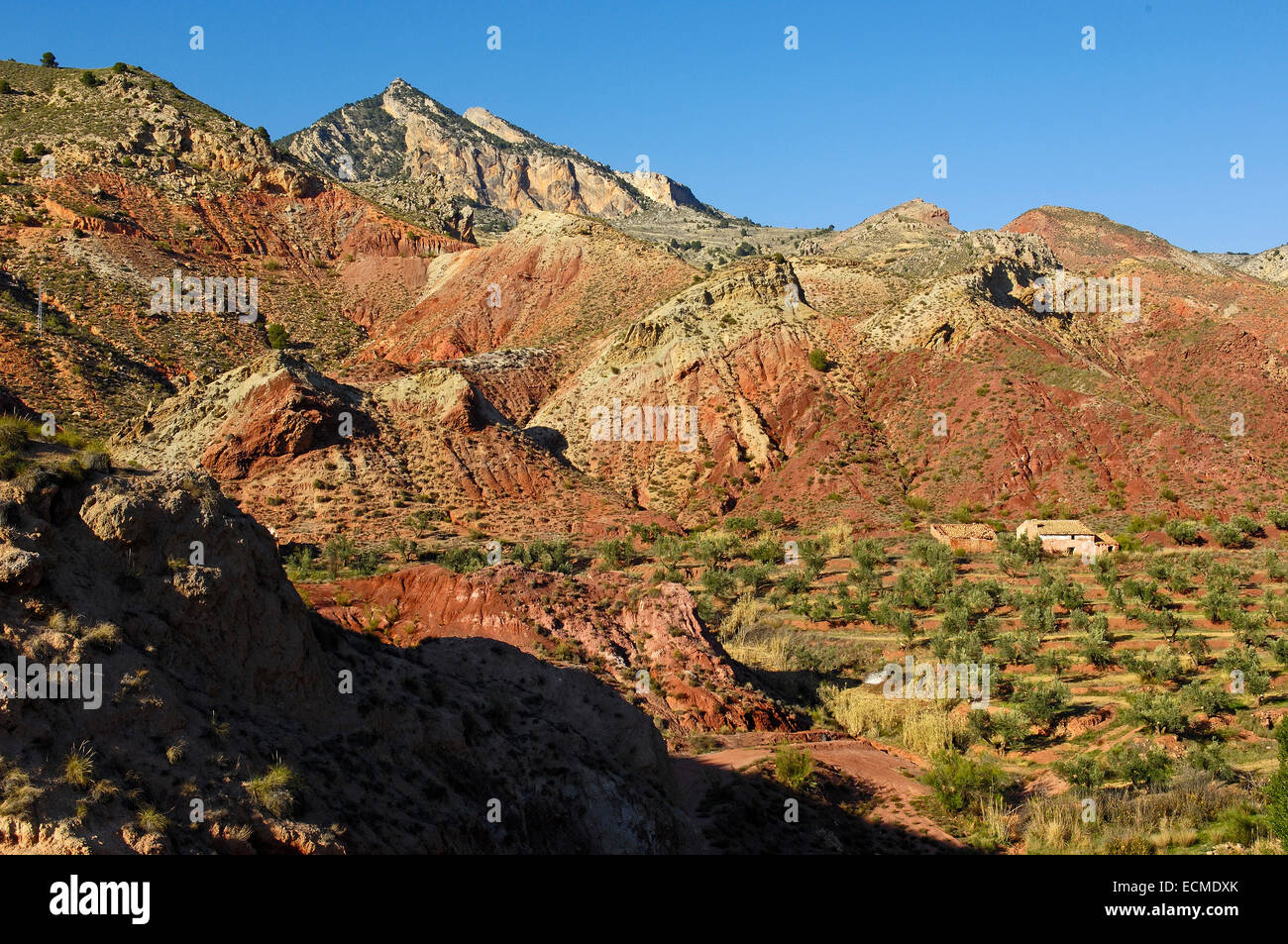 Semi paesaggio deserto vicino a Pozo Alcon, olivi, Sierra de Cazorla Segura y Las Villas Parco naturale della provincia di Jaén Foto Stock