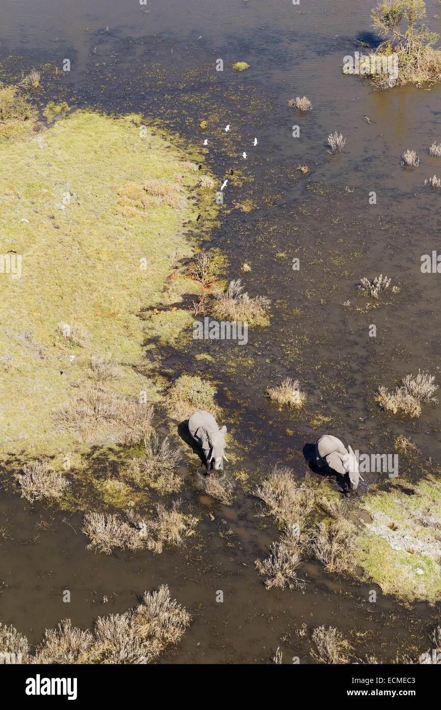 L'elefante africano (Loxodonta africana), due mucche, il roaming in una palude di acqua dolce, vista aerea, Okavango Delta Foto Stock
