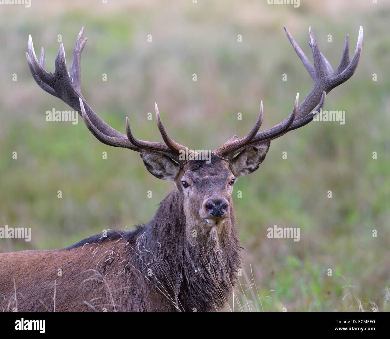 Il cervo (Cervus elaphus), capitale vecchi stag, Klampenborg, Copenhagen, Danimarca Foto Stock