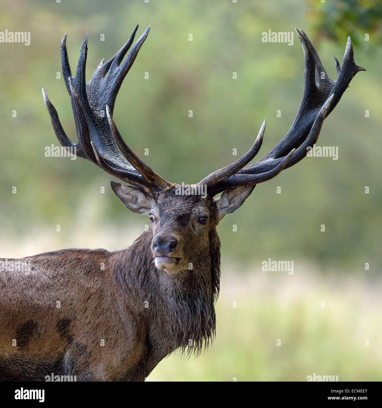 Il cervo (Cervus elaphus) stag, Klampenborg, Copenhagen, Danimarca Foto Stock