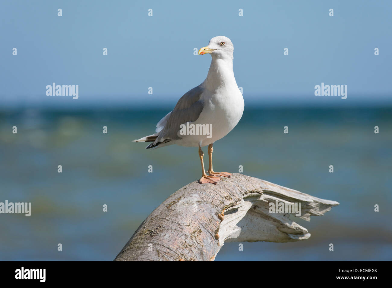 Aringa Gabbiano (Larus argentatus), Rügen, Meclemburgo-Pomerania, Germania Foto Stock