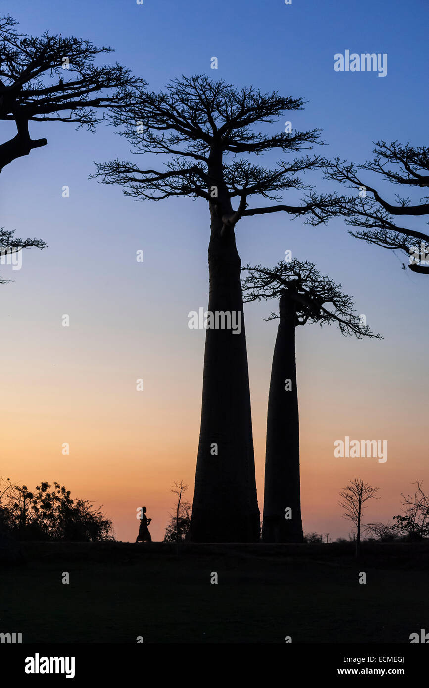 Donna che cammina sul viale dei baobab, Africano (baobab Adansonia digitata), al tramonto, Morondava, Madagascar Foto Stock