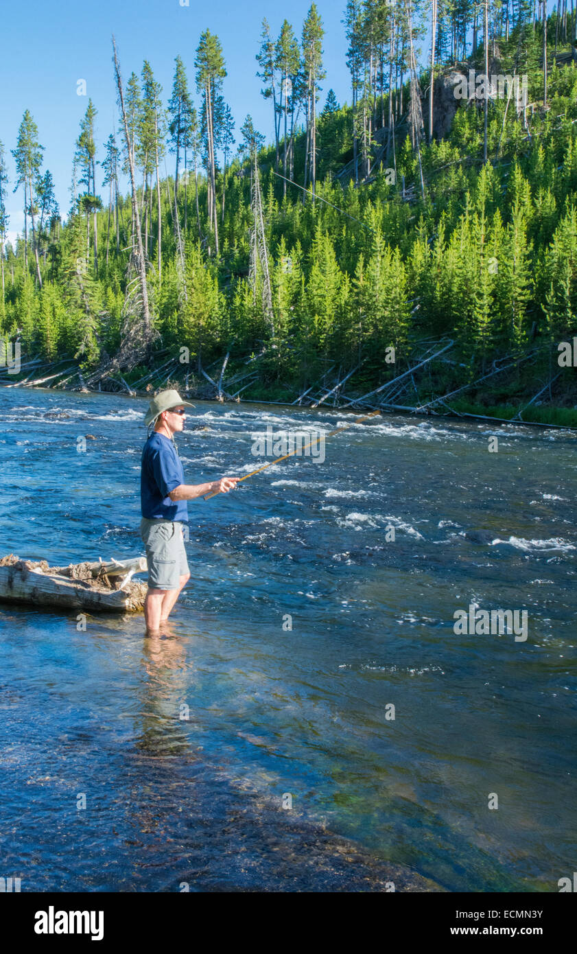 Parco Nazionale di Yellowstone Wyoming con il pescatore di pesca a mosca  nel fiume per la pesca alla trota wading in acqua Foto stock - Alamy