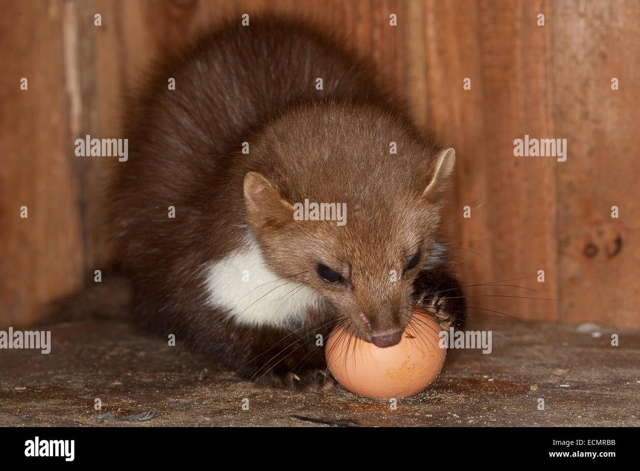 Faina, faina, di un uovo di gallina, Steinmarder, Stein-Marder, Marder, Eierdieb, Hühnerei, Martes foina, Fouine, martre Foto Stock