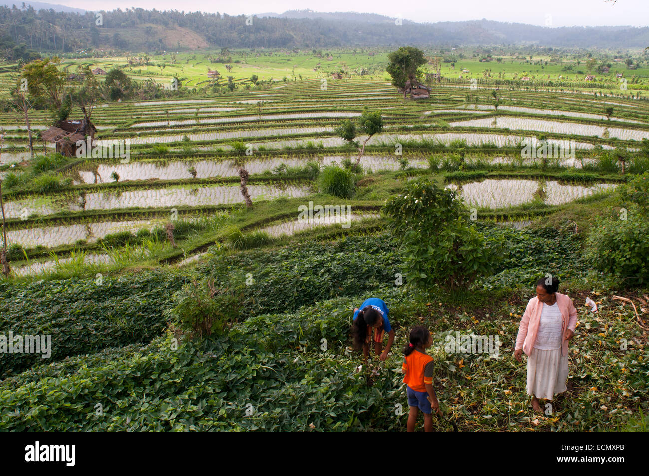 Terrazze di riso. Tirta Gangga. Bali. Indonesia. Risaie che circondano il villaggio di Tirta Gangga sono le più belle che si possono Foto Stock