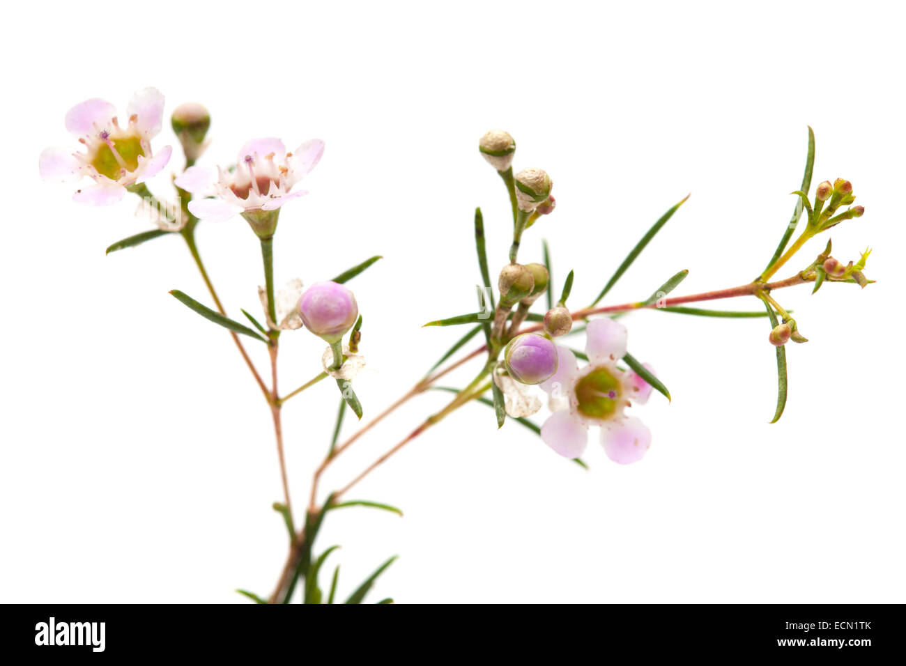 Piccoli cera rosa fiore sboccia isolato su bianco Foto Stock