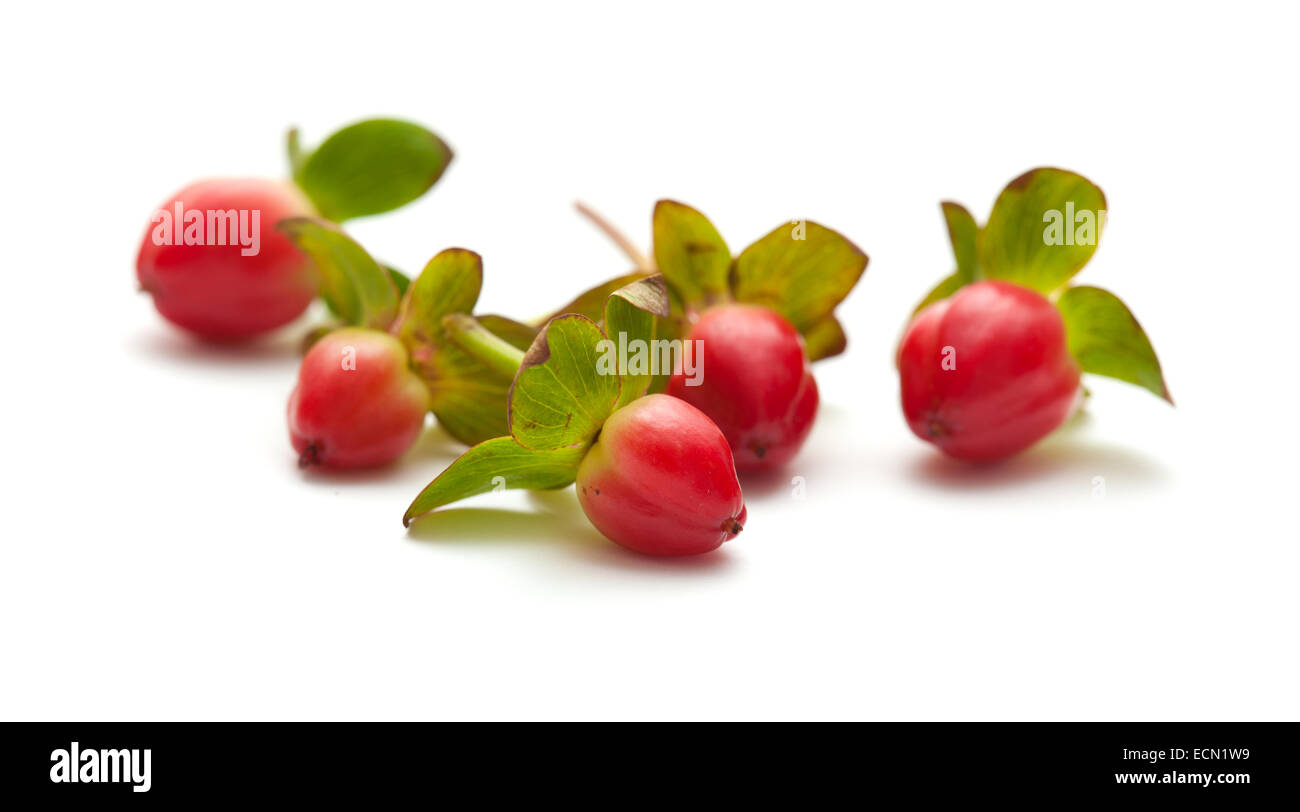 Arancione bacche di Hypericum isolato su bianco Foto Stock