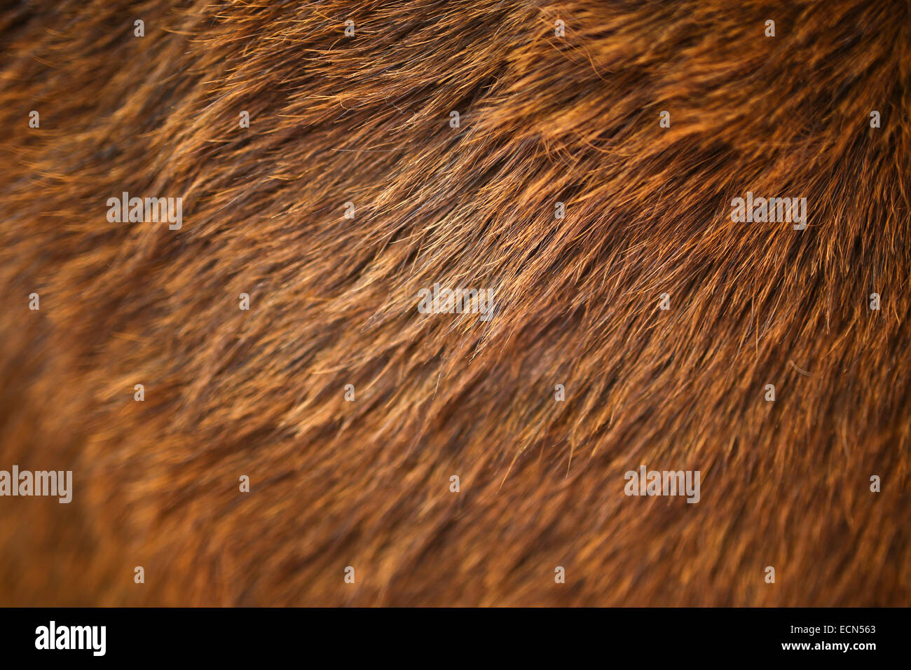 Peli di cavallo sfondo Foto Stock