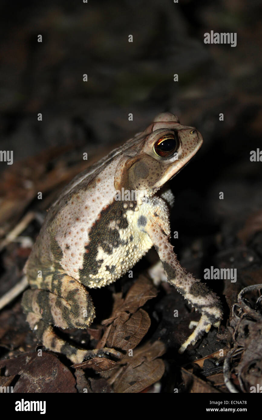 Costa del Golfo Toad Incilius valliceps Foto Stock