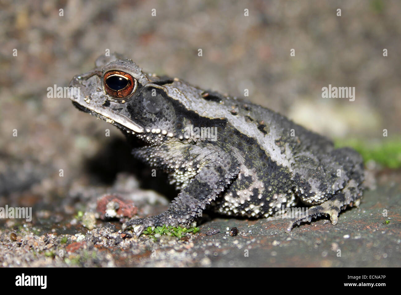 Campbell's Rainforest Toad Incilius campbelli Foto Stock
