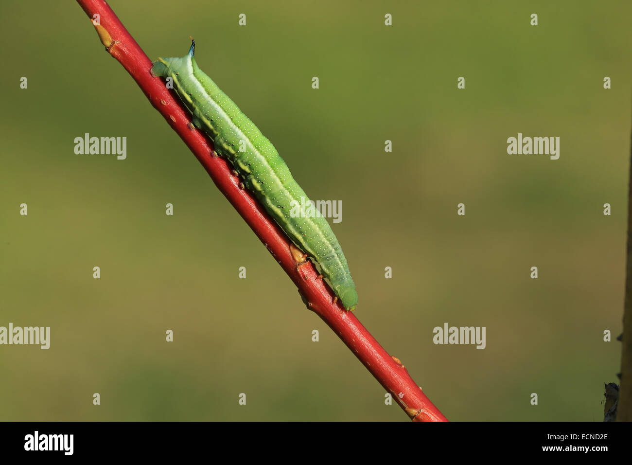 Hummingbird Hawkmoth caterpillar (Macroglossum stellatarum) Foto Stock