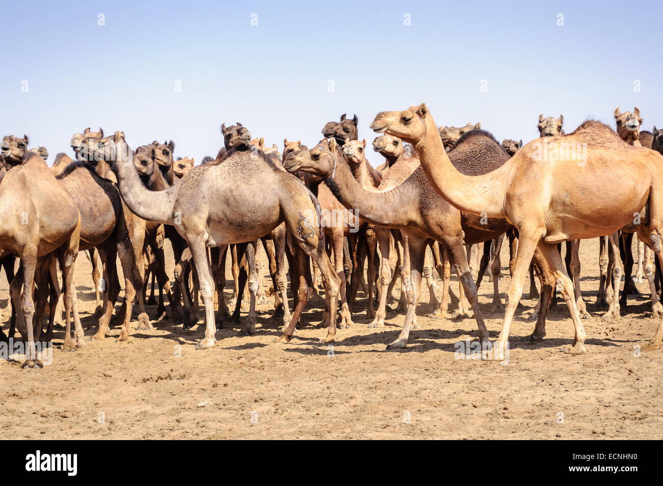 Allevamento di cammelli indiano, Camelus dromedarius, nei deserti del Rajasthan, India Foto Stock