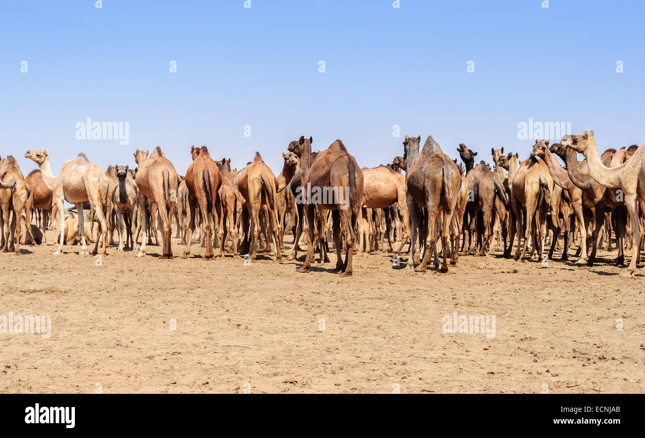 Allevamento di cammelli indiano, Camelus dromedarius, nei deserti del Rajasthan, India Foto Stock