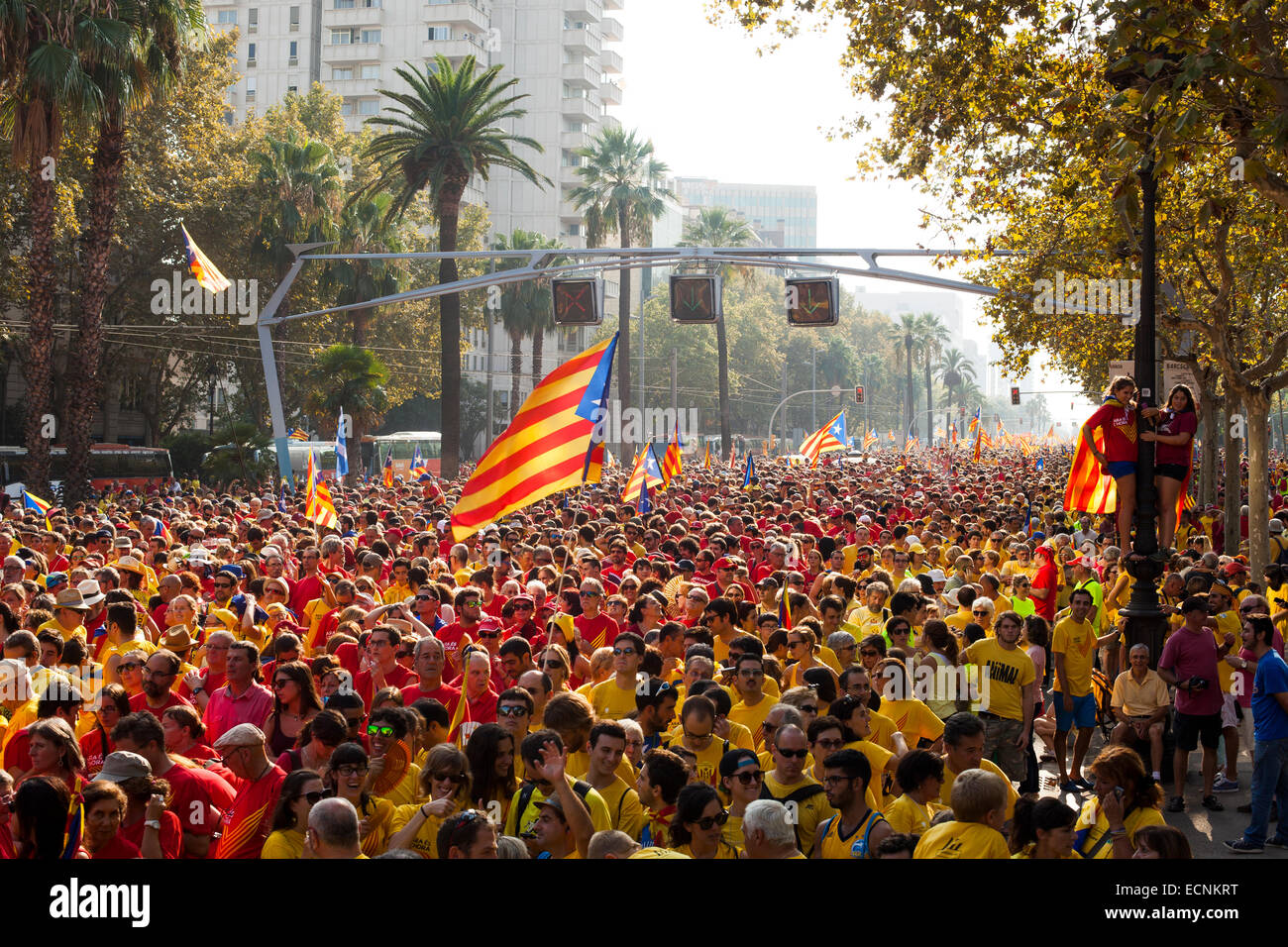 Il catalano Pro indipendenza manifestanti a Barcellona il 11 settembre 2014 Foto Stock
