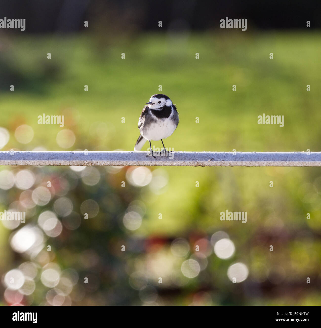 Bianco e nero pied wagtail in UK giardino con sfondo naturale. Foto Stock