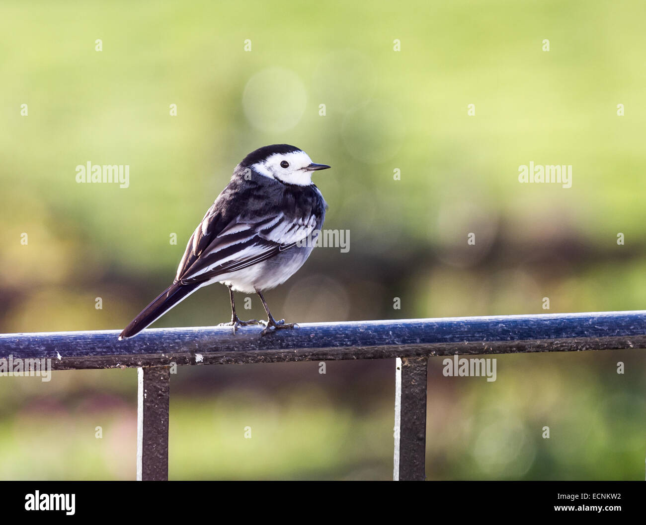 Bianco e nero pied wagtail in UK giardino con sfondo naturale. Foto Stock