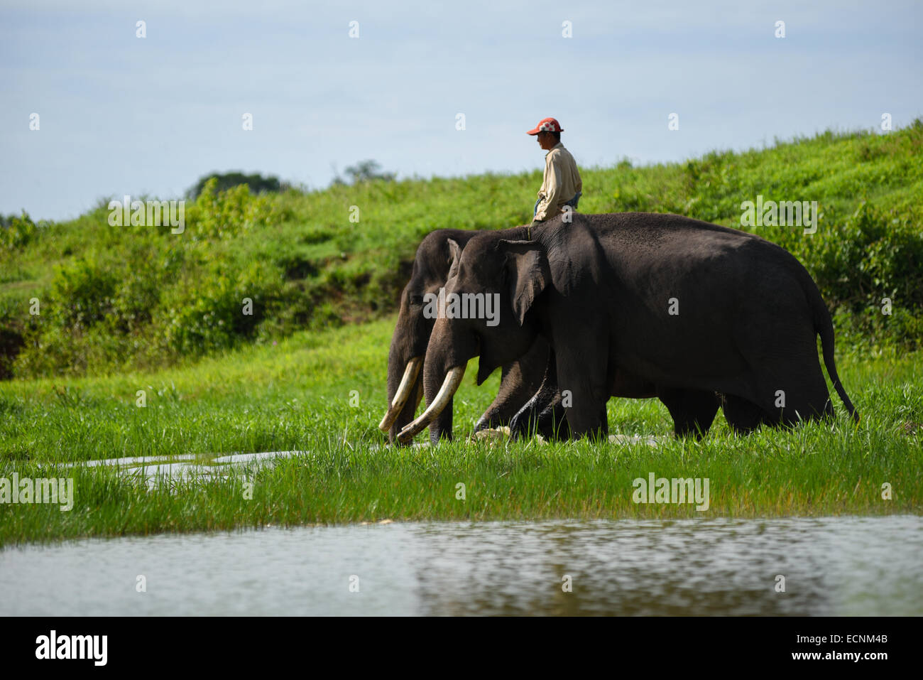 Un mahout (elephant keeper) prendere gli elefanti nella sua responsabilità per avviare la routine quotidiana in modo Kambas Parco Nazionale. Foto Stock